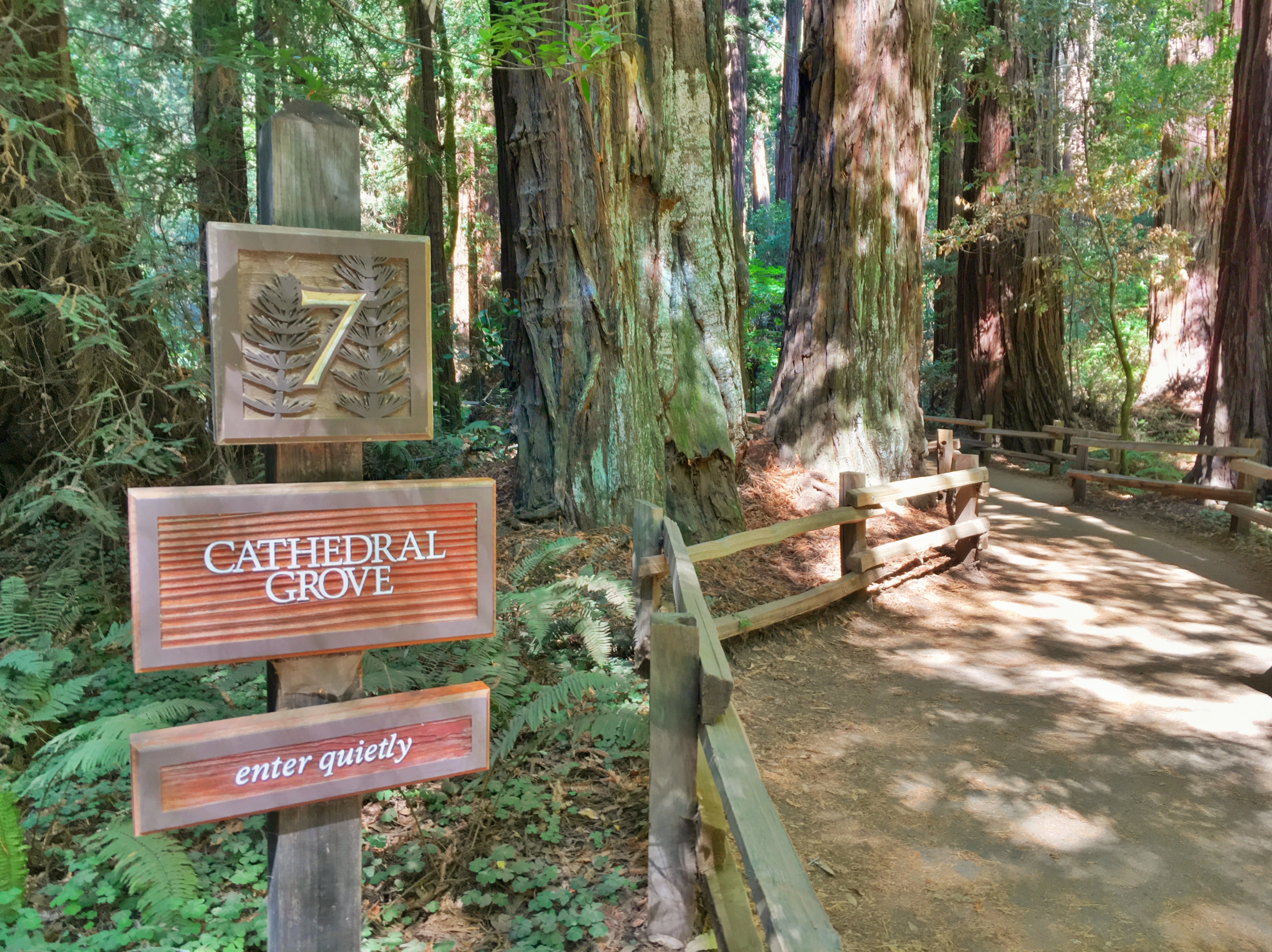 Muir Woods redwoods