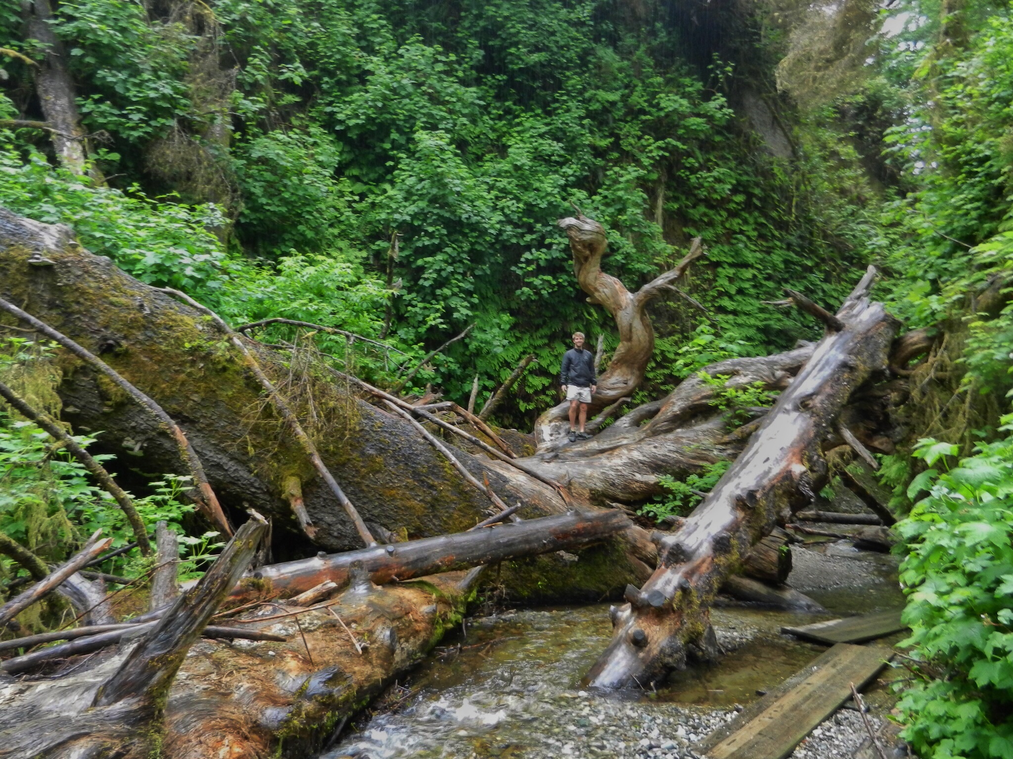 Redwood National Park