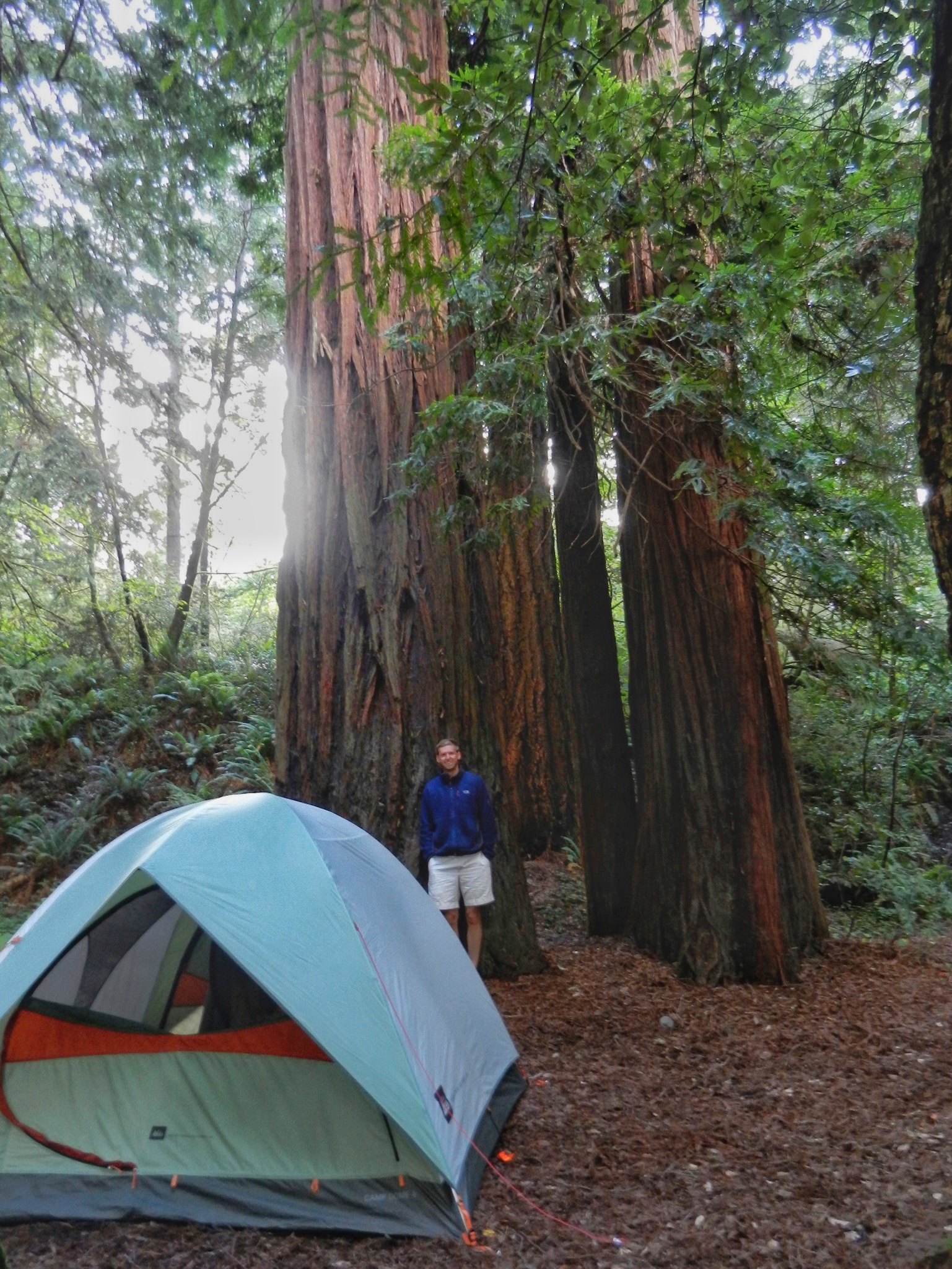 Convertible in the Redwoods