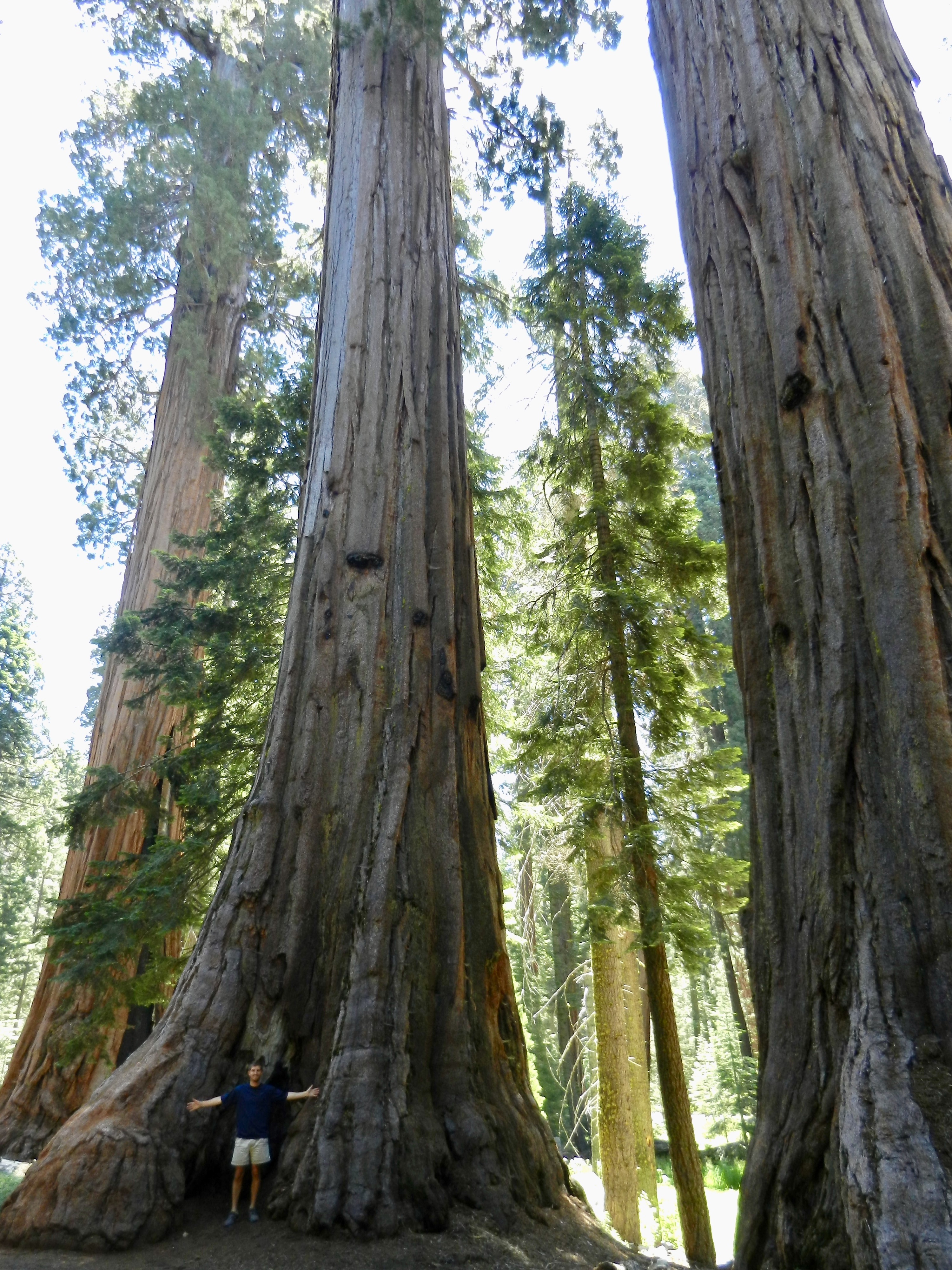 Sequoia National Park